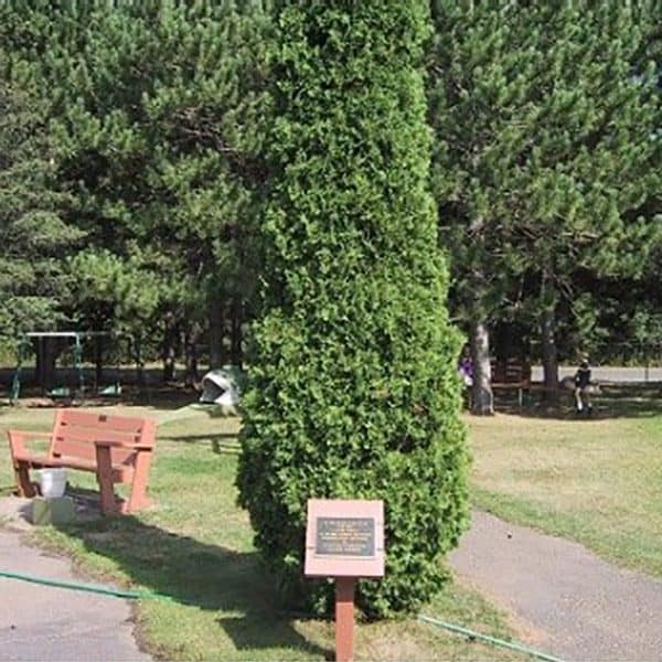 Existing Tree Planting Memorial